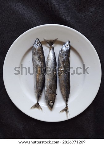 Three raw mackerel tuna fish arranged on a white plate, photographed from above. Fresh whole fish with silvery skin and natural texture, suitable for seafood, food ingredients, raw fish, and culinary concepts.