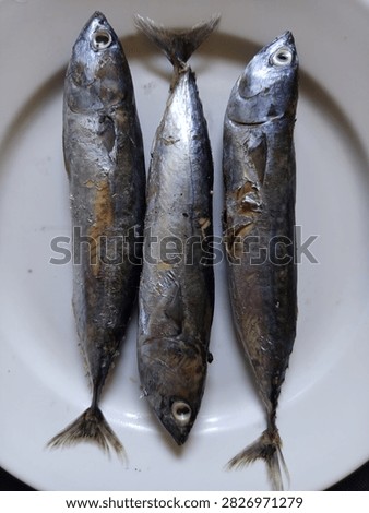 Three raw mackerel tuna fish arranged on a white plate, photographed from above. Fresh whole fish with silvery skin and natural texture, suitable for seafood, food ingredients, raw fish, and culinary concepts.