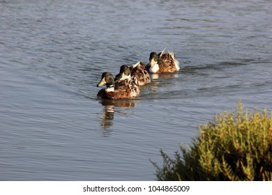 Three Real Ducks Swimming.