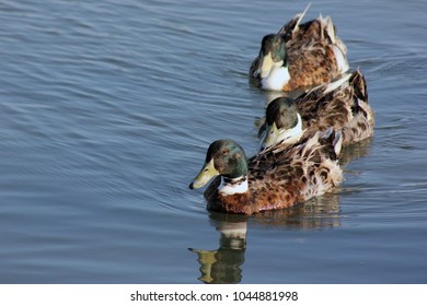 Three Real Ducks Swimming Close-up.