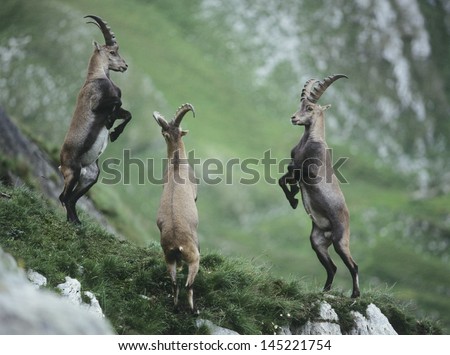 Three rearing alpine ibexes