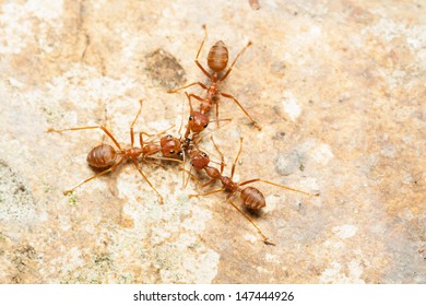 Three red ants help together to catch a prey, teamwork concept