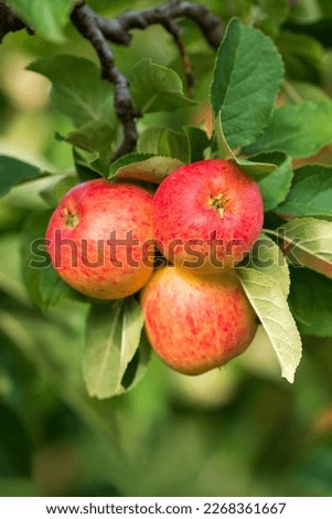 Three red apples on branch ready to be harvested. Ripe red apple fruits in apple orchard. Selective focus. Stock photo © 