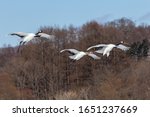 three red crowned cranes flying in front of a forest