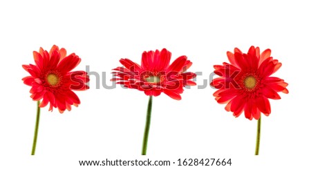Three red daisies (gerbera) flowers isolated on white background