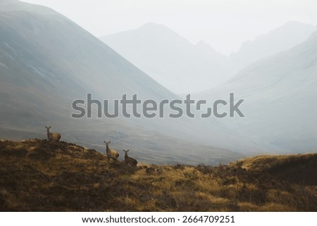 Three red deer doe (Cervus elaphus scoticus) on a moody, atmospheric morning with fog and mountain mist on the Isle of Skye in the Scottish Highlands, Scotland, UK.
