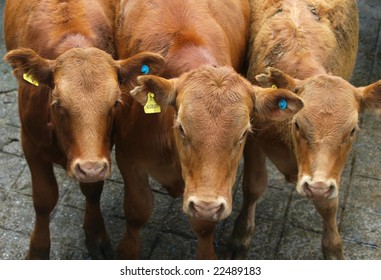 Three Red Devon Yearlings