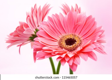Daisies pictures of pink 25 Colorful