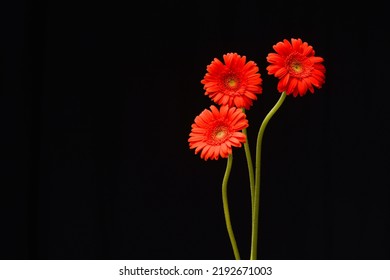 Three red gerberas with stem on black background ,