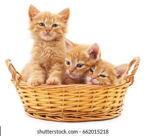 Three red kittens in a basket isolated on a white background.