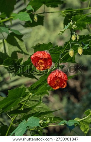 Three red lantern-shaped flowers Abutilon pictum (Abutilon striatum) also known as redvein abutilon, red vein Indian mallow, redvein flowering maple, Chinese-lantern with green leaves in background