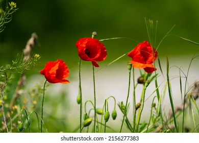 Three red poppies (Latin: Papaver rhoeas) by the road in the meadow.
