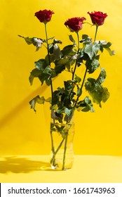 Three red roses in a cut plastic vase on a table in a bright room. gift woman for eighth march