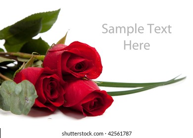 Three Red Roses On A White Background With Copy Space