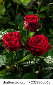 Three red roses together on a green background grow in the garden, top view, close, vertical
