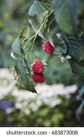 three red  Rubus raspberry on green raspberrycane close up