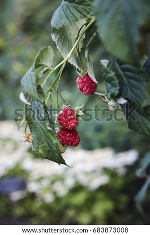 three red  Rubus raspberry on green raspberrycane close up