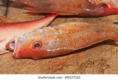 Three  Red Snapper On A Fish Cleaning Station At A Tropical Harbor In The Gulf Of Mexico