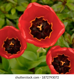 Three Red tulips in bloom