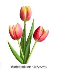 Three Red Tulips Isolated On White Background