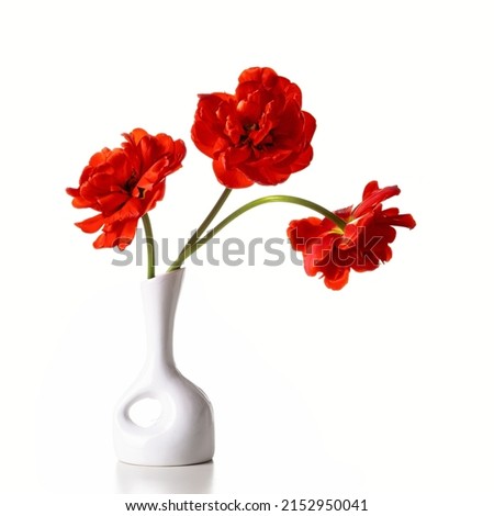Three red tulips in a white vase isolated on a white background. Copy space.