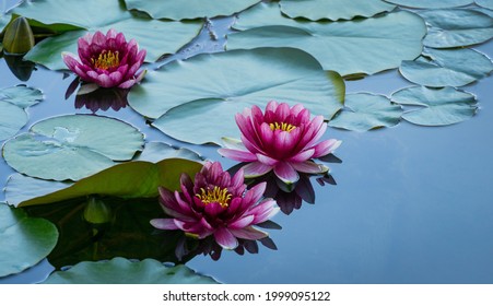 Three Red water lily or lotus flower Attraction in the pond of Arboretum Park Southern Cultures in Sirius (Adler) Sochi. Magic close-up of Nymphaea 'Attraction' on blue water background  - Powered by Shutterstock