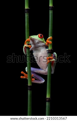 Three Red-eyed tree frog sitting on branch with isolated background, red-eyed tree frog (Agalychnis callidryas) closeup