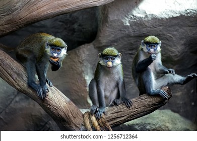 three Redtail  monkeys  (black-cheeked white-nosed monkey, red-tailed guenon) Cercopithecus ascanius group portrait  sitting on tree trunk at zoo
