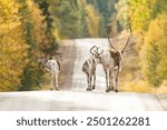 Three reindeer walking on a gravel road, one looking back on a beautiful autumn day in Northern Finland, Europe