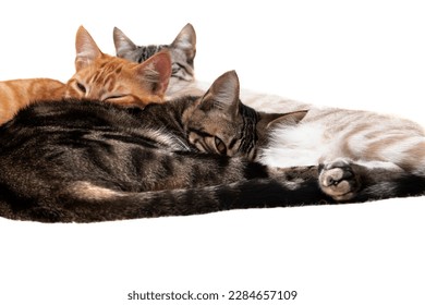 Three relaxed cats laying down, isolated on a white background. Relaxation and wellness concept. - Shutterstock ID 2284657109