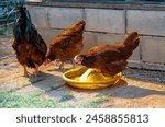 Three Rhode Island red hens eating and enjoy life in farm