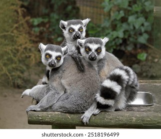 Three ring-tailed lemurs (Lemur catta) sitting close together in the zoo. - Powered by Shutterstock