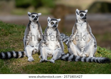 Three ring-tailed lemurs sitting on grass in a natural setting, displaying their distinctive striped tails and relaxed posture.