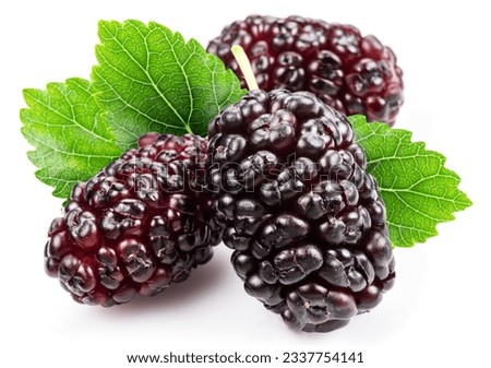 Three ripe black mulberries fruits with leaves isolated on white background.