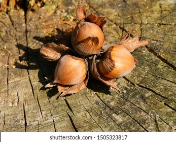 Three ripe hazelnuts laying on an old treestump in nature.