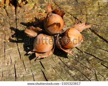 Three ripe hazelnuts laying on an old treestump in nature.