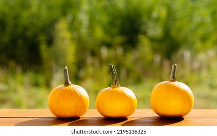 
Three Ripe Mini Pumpkins On A Wooden Table Outside.