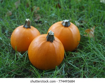 Three ripe pumpkins