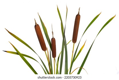 Three ripe reeds and cattail dry plant isolated against white background
