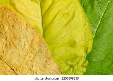 The Three Ripening Stages Of Tobacco Leaf, From Green (fresh) To Golden (dried). Stages Of Growth. Curing Process Of Tobacco Leaves