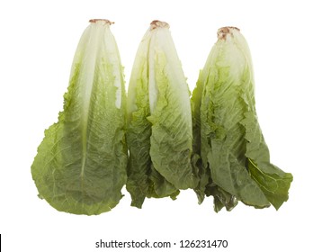 Three Romaine Hearts; Isolated On White Background