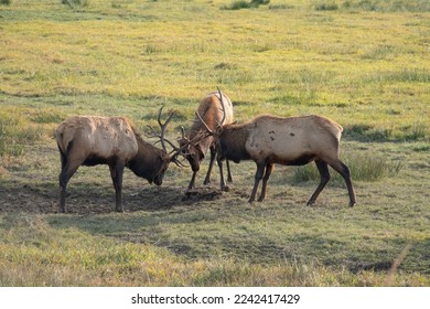 Three Roosevelt Bull Elk start a fight club. - Shutterstock ID 2242417429