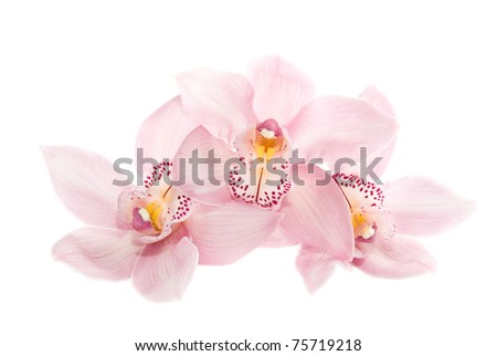 three rosy beautiful orchids isolated on white background