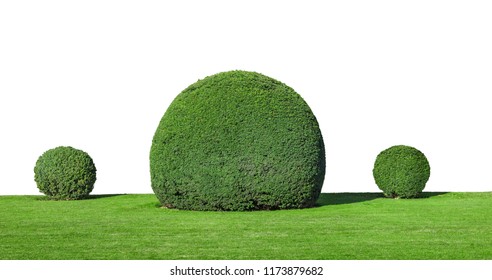 Three Round Decorative Bush On Green Lawn, Isolated On White Background