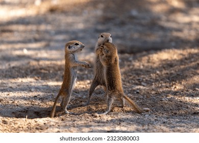 Three round-tailed ground squirrel, Xerospermophilus tereticaudus, siblings rough housing and play fighting in the Sonoran Desert. Funny antics by cute wildlife. Pima County, Tucson, Arizona, USA.