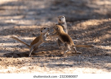 Three round-tailed ground squirrel, Xerospermophilus tereticaudus, siblings rough housing and play fighting in the Sonoran Desert. Funny antics by cute wildlife. Pima County, Tucson, Arizona, USA.