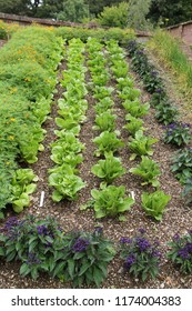 Three Rows Of Lettuce With Flower Companion Planting.