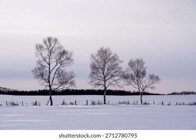 Three rows of trees standing on a snowy field