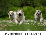 Three running Great Pyrenees puppies