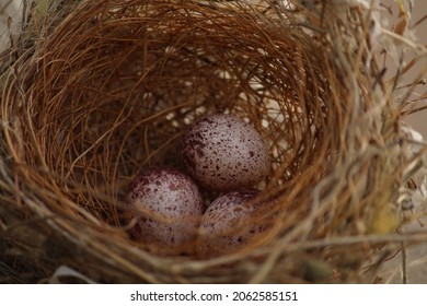 Three Rusty Dotted Texture Bird Eggs In The Nest 